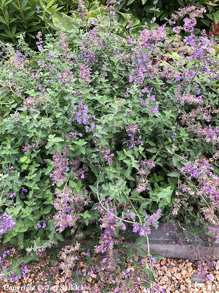 Nepeta x faassenii 'Six Hill's Giant', mirrinminttu